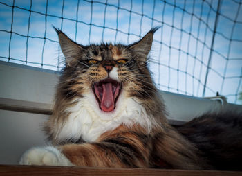 Close-up of cat yawning