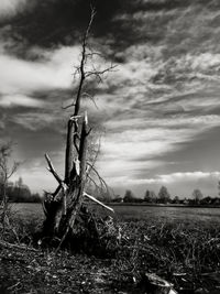 Scenic view of tree against sky