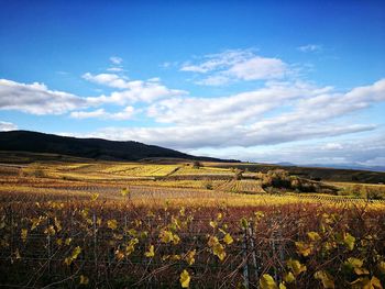 Scenic view of agricultural field against sky
