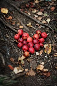 High angle view of cherries