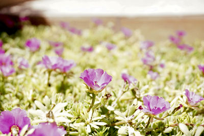 Close-up of pink flowers