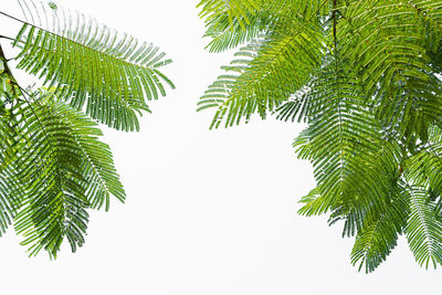 Low angle view of palm tree against clear sky