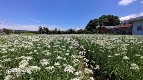 Scenic view of white flowering plants on field against sky