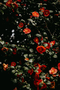 Close-up of red flowering plants