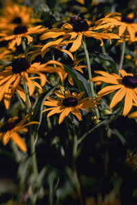 Close-up of yellow flowering plant