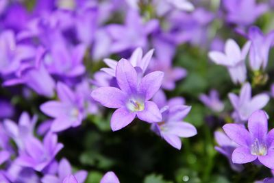 Close-up of purple flowering plant