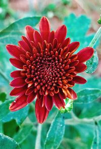 Close-up of red flower blooming outdoors