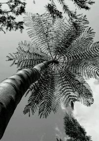 Close-up of tree against clear sky