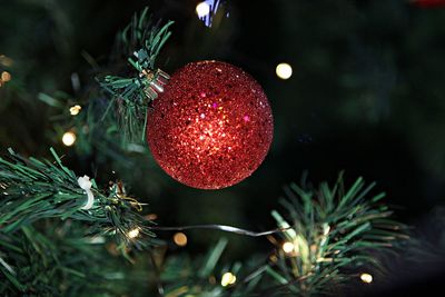 Close-up of christmas tree