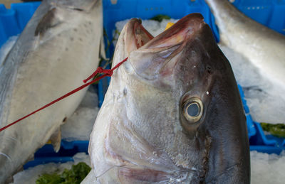 Close-up of fish for sale at market