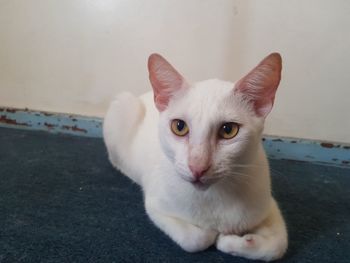 Close-up portrait of white cat