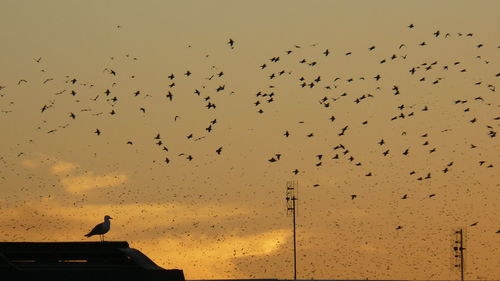 Low angle view of birds flying