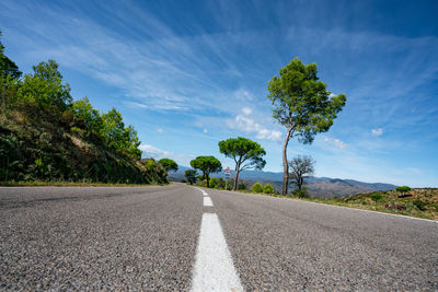 Surface level of road by trees against sky