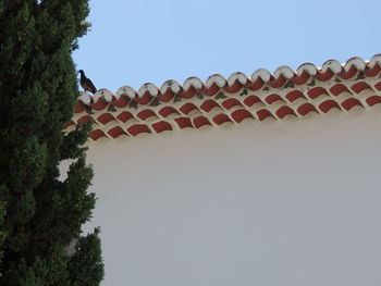 Low angle view of an animal against clear sky