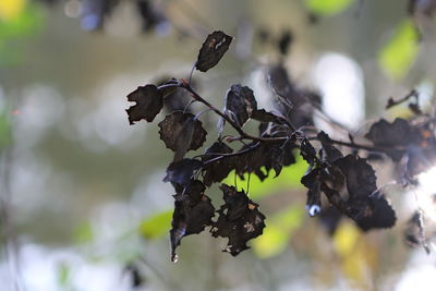 Close-up of fruit growing on branch