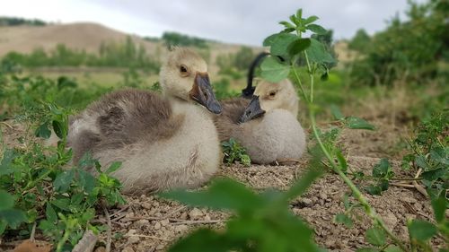 View of birds on field