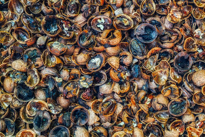 Rotten walnuts infected with mold