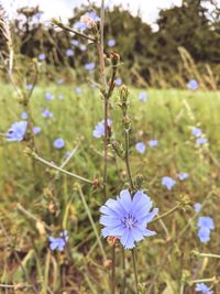 Close-up of purple flowering plant on field