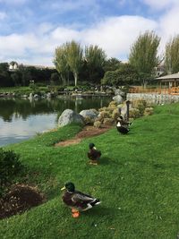 Ducks in a lake