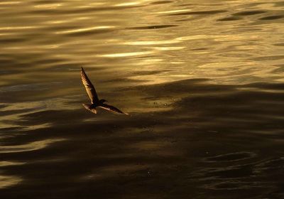 Close-up of bird in water