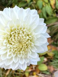 Close-up of white dahlia flower