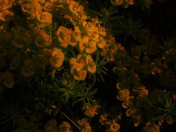 Close-up of yellow flowering plants
