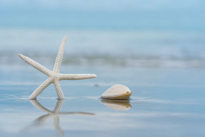 Starfish on sandy beach in summer with sea background.