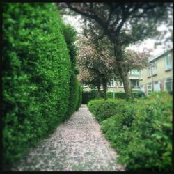 Narrow pathway along trees