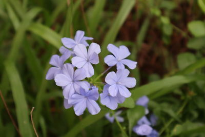 Close-up of purple flowering plant