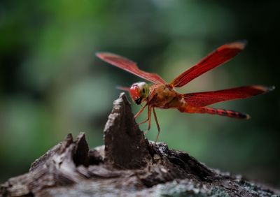 Close-up of insect on wood