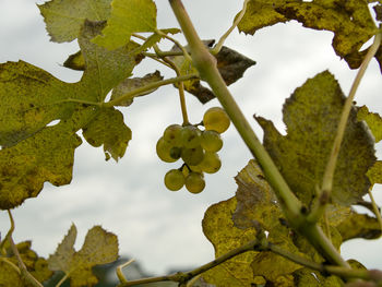 Close-up of fruits growing on tree against sky