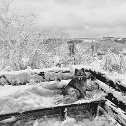 View of sheep on snow covered land