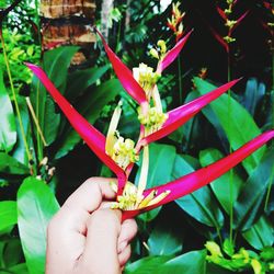 Close-up of hand holding red flowering plant