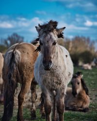 Horses standing in a field