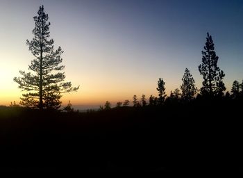 Silhouette trees in forest against clear sky