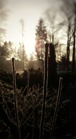 Close-up of plants on field against sky