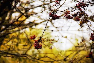 Close-up of berries on tree