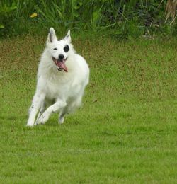 Close-up of dog on field