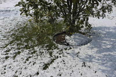 Reflection of trees in water