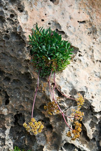 Close-up of plant growing on rock