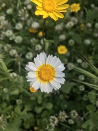 Close-up of white daisy flower