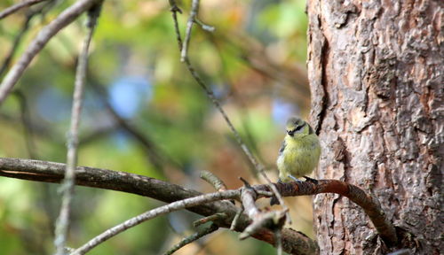 Close-up of bird perching on tree