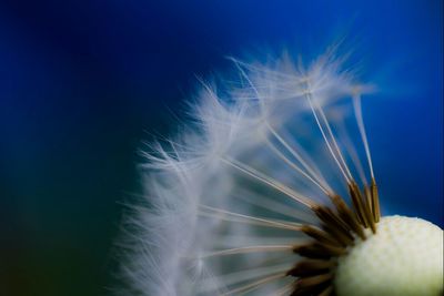 Close-up of dandelion