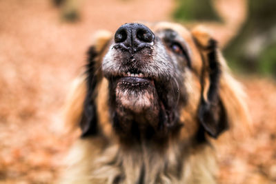 Close-up of dog outdoors