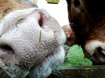 Close-up of cow