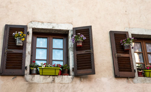 Potted plants in building