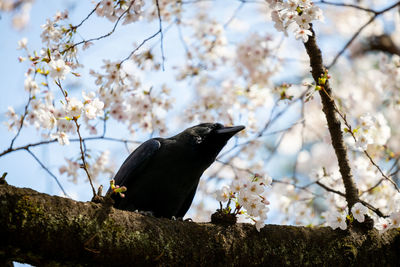 Low angle view of bird perching on cherry tree