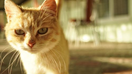 Close-up of cat looking away