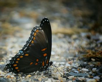 Close-up of butterfly