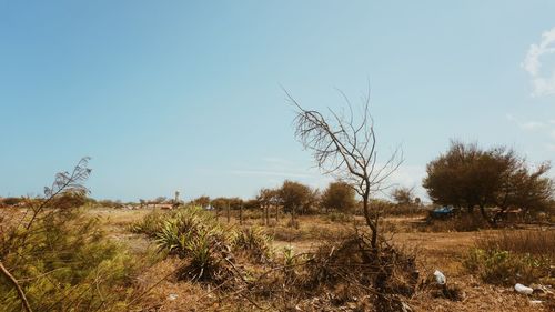 Scenic view of trees on field against sky